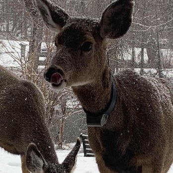 Methow River Lodge & Cabins - Five friendly hungry deer - Hotels Near Me - Winthrop, Washington