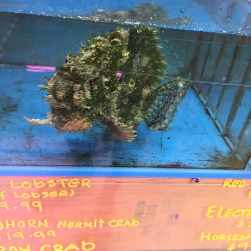 Pasadena Tropical Fish - It looks like a rock fish... But it was interesting! - Local Fish Stores Near Me - Pasadena, California Pasadena Tropical Fish - It looks like a rock fish... But it was interesting! - Local Fish Stores Near Me - Pasadena, California