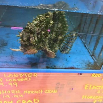 Pasadena Tropical Fish - It looks like a rock fish... But it was interesting! - Local Fish Stores Near Me - Pasadena, California Pasadena Tropical Fish - It looks like a rock fish... But it was interesting! - Local Fish Stores Near Me - Pasadena, California