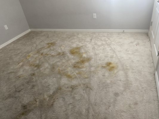 Pet accidents/stains we can help free estimate No hidden fees if you have any questions contact us - This is a repeat customer their pet had an upset stomach we treated the stains & odor and we steamed cleaned it not all the stains came out but the carpets were sanitized and smelling fresh. Pet accidents/stains we can help free estimate No hidden fees if you have any questions contact us - This is a repeat customer their pet had an upset stomach we treated the stains & odor and we steamed cleaned it not all the stains came out but the carpets were sanitized and smelling fresh.
