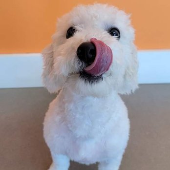 Petbar Alliance - Pet Groomers Near Me - Fort Worth, Texas Petbar Alliance - Pet Groomers Near Me - Fort Worth, Texas