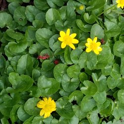 Brum Woods - Wildflowers along the way