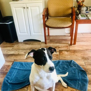 Veterinary Emergency Group - Maxene prior to surgery! My brave girl! 3 - Emergency Pet Hospital Near Me - Boynton Beach, Florida Veterinary Emergency Group - Maxene prior to surgery! My brave girl! 3 - Emergency Pet Hospital Near Me - Boynton Beach, Florida