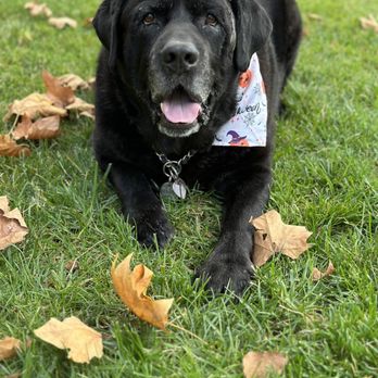 Posh Paws Pet Spa - Nice and clean old man! - Pet Groomers Near Me - Ladera Ranch, California Posh Paws Pet Spa - Nice and clean old man! - Pet Groomers Near Me - Ladera Ranch, California