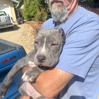 Orangevale Veterinary Hospital - Allergic reaction to medication along with bacterial infection - Veterinarians Near Me - Orangevale, California Orangevale Veterinary Hospital - Allergic reaction to medication along with bacterial infection - Veterinarians Near Me - Orangevale, California
