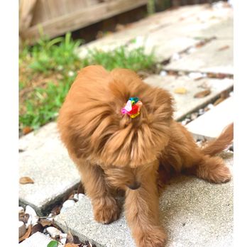 Sakura Pet Grooming - Okkkk with the IG pose!!! - Pet Groomers Near Me - Miami, Florida Sakura Pet Grooming - Okkkk with the IG pose!!! - Pet Groomers Near Me - Miami, Florida