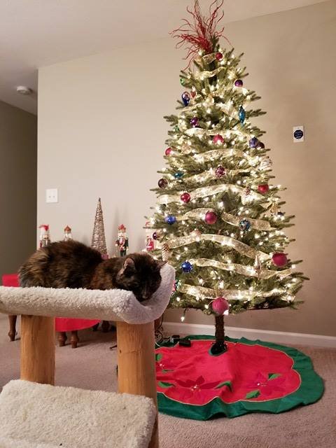 Bows and Bones - pet boarding facility in Concord, NC