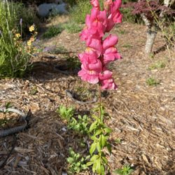 Poppies & Petals Farm - The snapdragon start I got from Poppies & Petals.