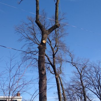 Out On A Limb Tree and Landscape - a man cutting a tree - Tree Services Near Me Out On A Limb Tree and Landscape - a man cutting a tree - Tree Services Near Me