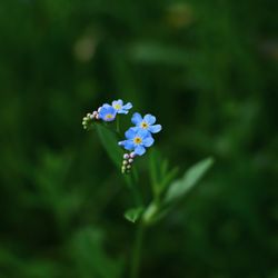 Alaskan Fairytales