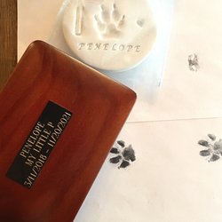 Happy Paws Grooming Salon - My dog now