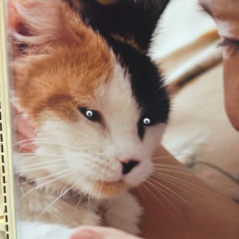 PetSmart - Pet Stores Near Me - Las Vegas, Nevada PetSmart - Pet Stores Near Me - Las Vegas, Nevada