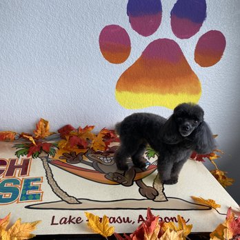 Pooch Paradise - Pet Groomers Near Me - Lake Havasu City, Arizona Pooch Paradise - Pet Groomers Near Me - Lake Havasu City, Arizona