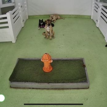 Citydog! Club - Pet Sitting Near Me - Addison, Texas