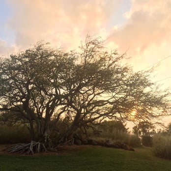 Puakea Ranch - Sunset by one of the pools. - Vacation Rentals Near Me - Hawaii, Hawaii Puakea Ranch - Sunset by one of the pools. - Vacation Rentals Near Me - Hawaii, Hawaii