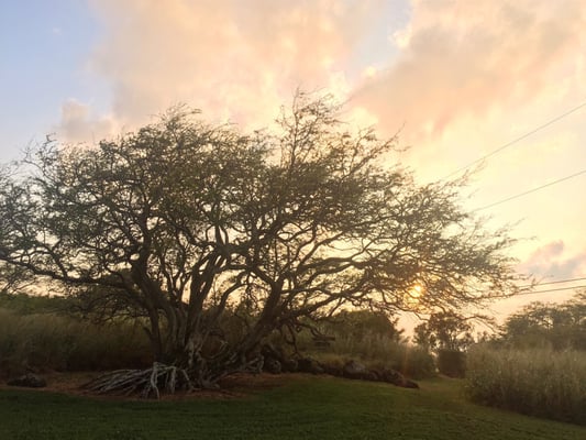 Puakea Ranch by null