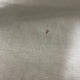 Blood stain in bed. Blood stain in bed.