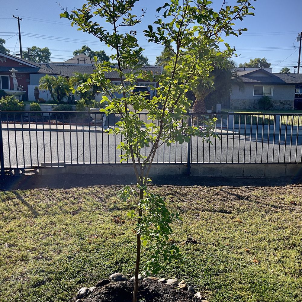 Budget Plants - Nurseries & Gardening Near Me - Arcadia, California