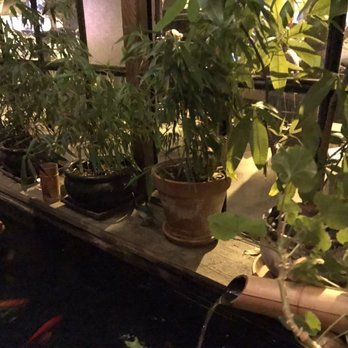 Wakamono - Plantz - Sushi Bars Near Me - Chicago, Illinois Wakamono - Plantz - Sushi Bars Near Me - Chicago, Illinois