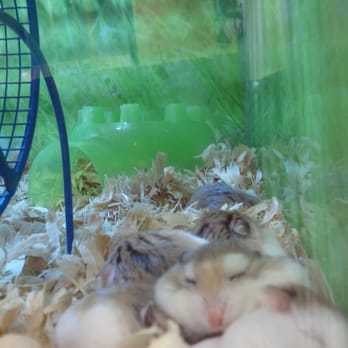PetSmart - Awwwwww little baby!!!! - Pet Stores Near Me - Daly City, California
