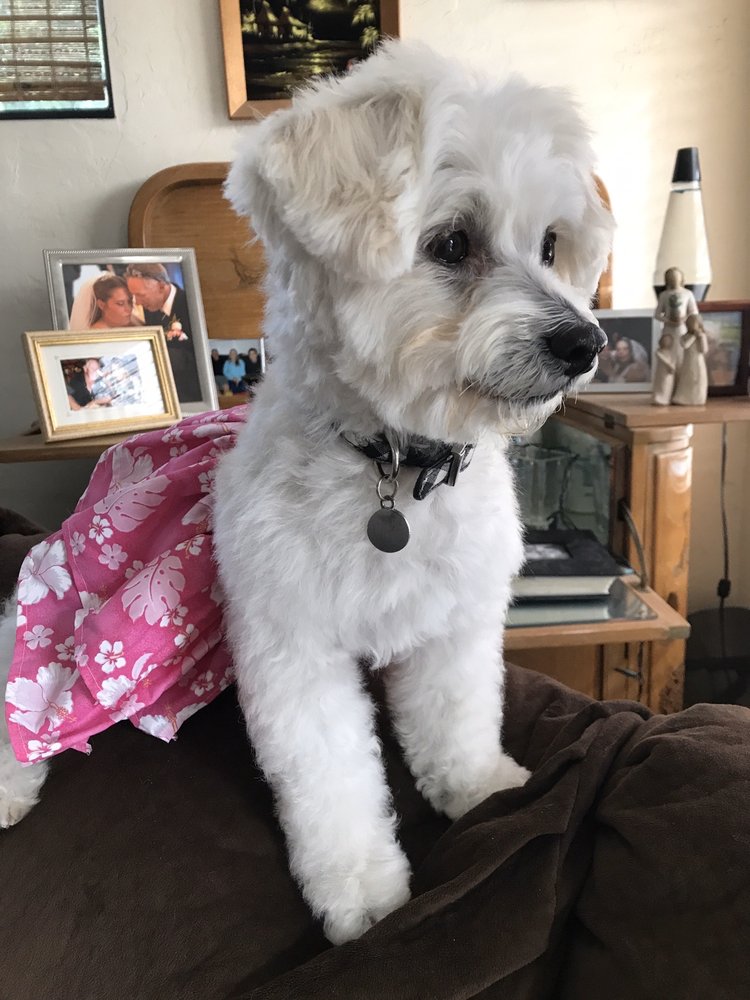 LITTLE HOUSE OF GROOMING 63 Photos & 45 Reviews 1195 S Wells Rd