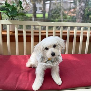 Pawfect Grooming - Pet Groomers Near Me - Bellevue, Washington Pawfect Grooming - Pet Groomers Near Me - Bellevue, Washington