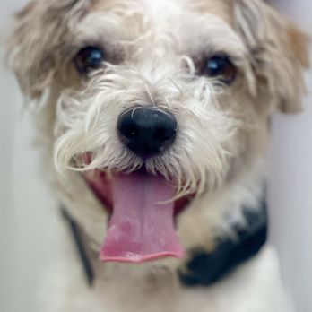 Dogs Don't Speak English - Pet Training Near Me - Blackhawk, California Dogs Don't Speak English - Pet Training Near Me - Blackhawk, California