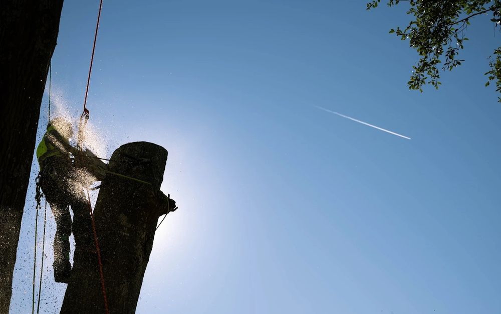 Johntilly Tree Services - tree service in New Orleans, LA