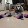 Photo of Georgette’s Paw Spaw