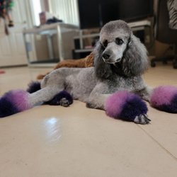 Georgette’s Paw Spaw