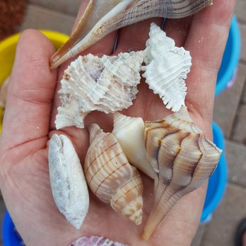 Treasure Seekers Shell Tours - Boat Charters Near Me - Goodland, Florida