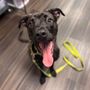 Photo of Sit Means Sit Dog Training