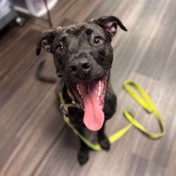 Sit Means Sit Dog Training - pickles