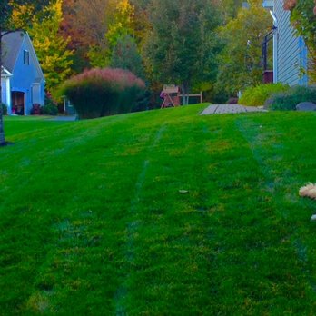 Lawn Dawg - a dog sitting in the grass - Lawn Services Near Me - Litchfield, New Hampshire Lawn Dawg - a dog sitting in the grass - Lawn Services Near Me - Litchfield, New Hampshire