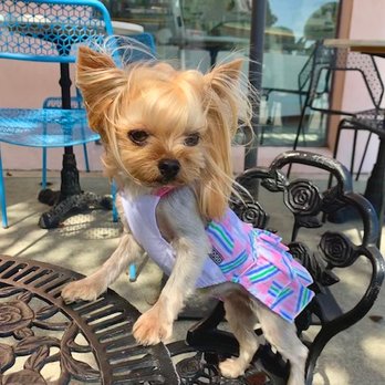 Blue Pooch - Pokemon always dresses up when she goes out - Pet Groomers Near Me - Los Angeles, California Blue Pooch - Pokemon always dresses up when she goes out - Pet Groomers Near Me - Los Angeles, California