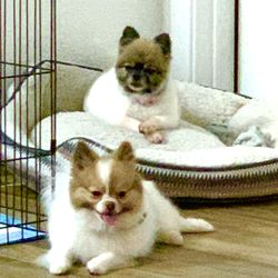 Scissor Me Pretty Dog Grooming & Boutique - my two baby's coco chanel and cookie