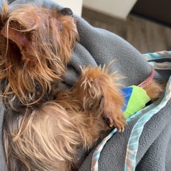 The Pets Place Animal Hospital - Louie