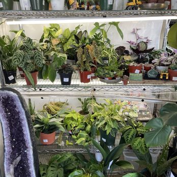 The Lucky Garden - More plants - Nurseries & Gardening Near Me - Dublin, California The Lucky Garden - More plants - Nurseries & Gardening Near Me - Dublin, California