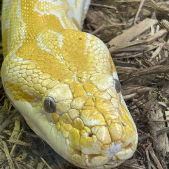 Phoenix Herpetological Society - Community Service/Non-Profit Near Me