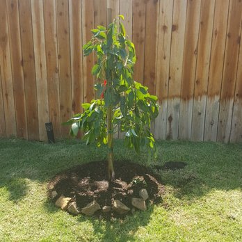 Moon Valley Nurseries - Tree Services Near Me - Chino, California Moon Valley Nurseries - Tree Services Near Me - Chino, California