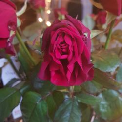 B&B Bloemen - Vrijdag middag gekocht, en zo zagen ze eruit op Zaterdag ochtend.