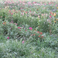 Flowers growing at their farm