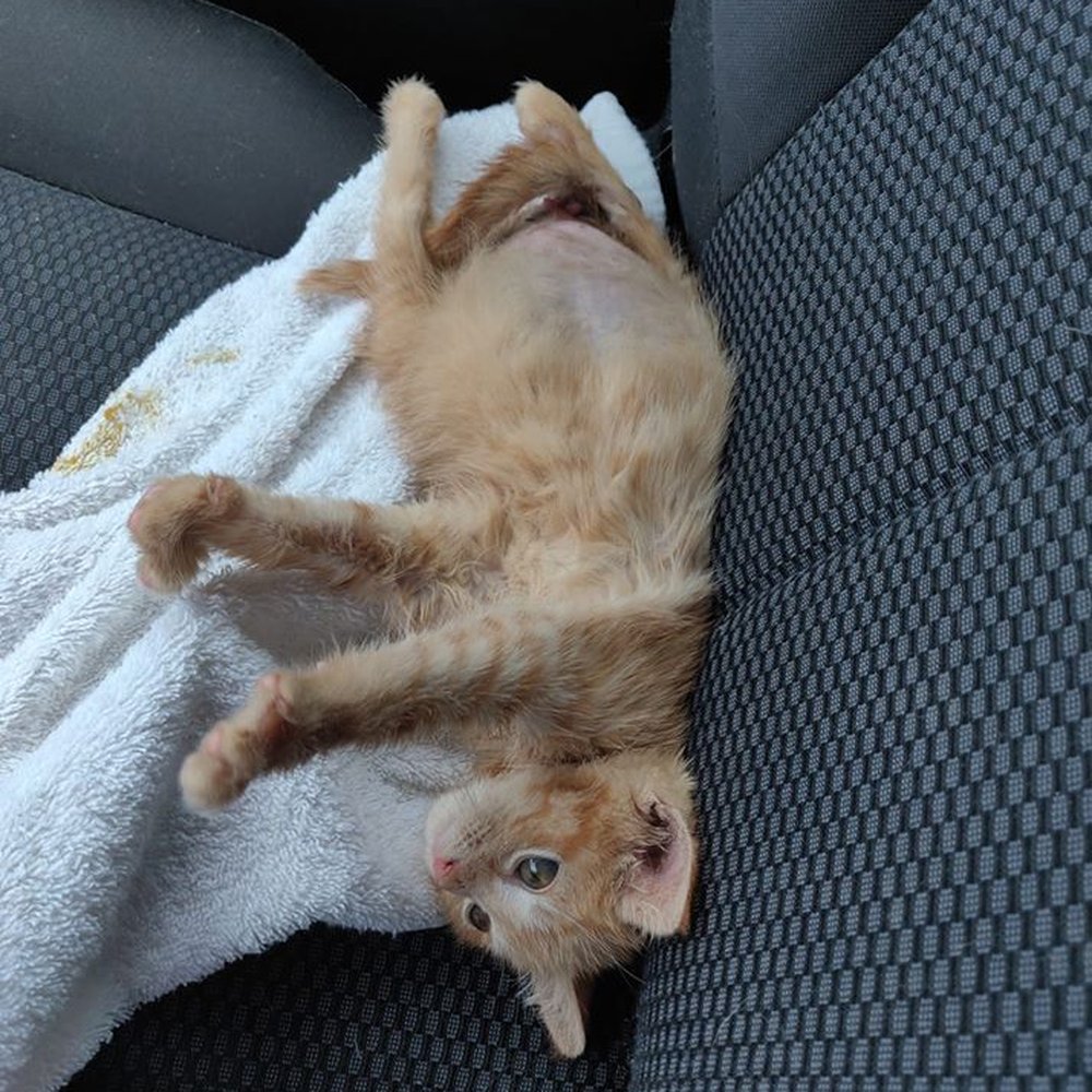 Animal Emergency Center - 53 mls of urine in this kitten plus poo - Veterinarians Near Me - Watsontown, Pennsylvania Animal Emergency Center - 53 mls of urine in this kitten plus poo - Veterinarians Near Me - Watsontown, Pennsylvania