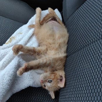 Animal Emergency Center - 53 mls of urine in this kitten plus poo - Veterinarians Near Me - Watsontown, Pennsylvania Animal Emergency Center - 53 mls of urine in this kitten plus poo - Veterinarians Near Me - Watsontown, Pennsylvania