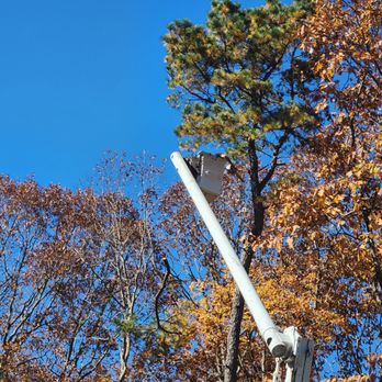 Blue Ridge Tree Services - Tree being cut down - Tree Services Near Me - Dingmans Ferry, Pennsylvania Blue Ridge Tree Services - Tree being cut down - Tree Services Near Me - Dingmans Ferry, Pennsylvania