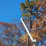 Photo of Blue Ridge Tree Services