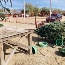 Rick’s Christmas Trees
