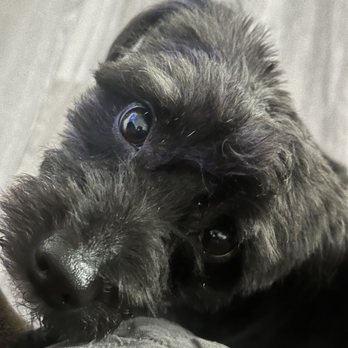 R & D Puppies - My little Cody. - Pet Breeders Near Me R & D Puppies - My little Cody. - Pet Breeders Near Me