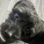 Photo of R & D Puppies