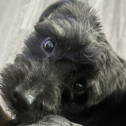 R & D Puppies - My little Cody.